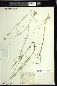 Rhynchospora alba image