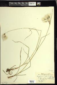 Eriophorum viridicarinatum image