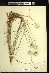 Eriophorum virginicum image