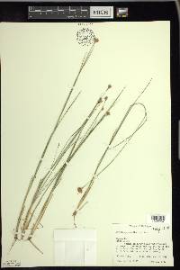 Rhynchospora alba image