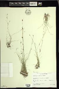 Rhynchospora capillacea image