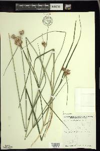 Eriophorum virginicum image