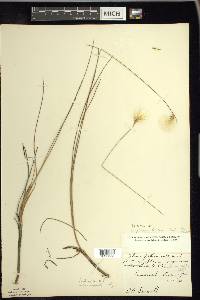 Eriophorum tenellum image