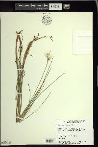 Eriophorum tenellum image