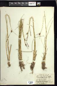 Carex oligosperma image