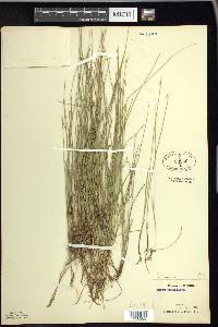 Carex pauciflora image