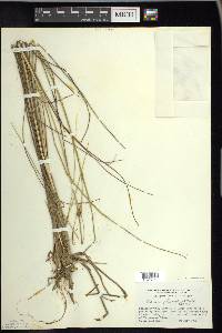 Carex oligosperma image