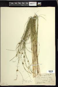 Carex oligosperma image