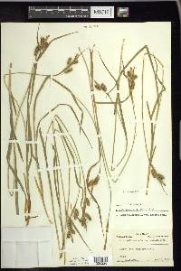 Carex pallescens image