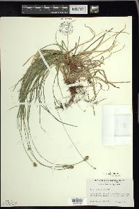 Carex peckii image