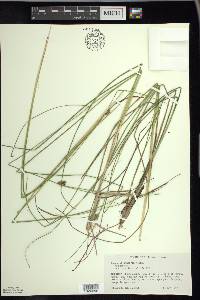 Carex oligosperma image