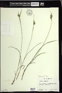 Carex pallescens image