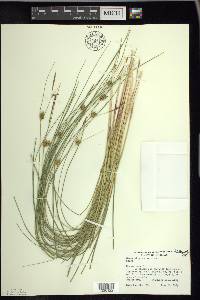 Carex oligosperma image