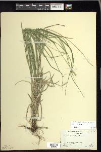 Carex normalis image