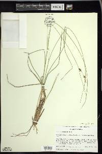 Carex oligosperma image