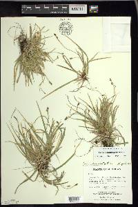 Carex pedunculata image