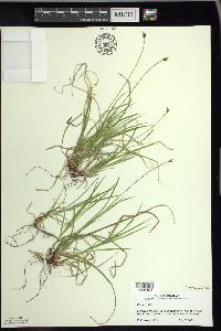 Carex peckii image