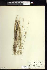 Carex oligosperma image