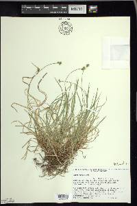 Carex peckii image