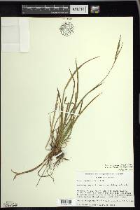 Carex ormostachya image