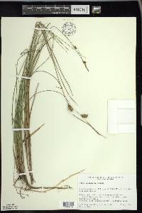 Carex oligosperma image