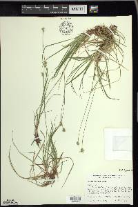 Carex peckii image