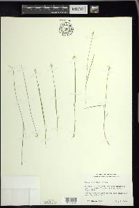 Carex pauciflora image