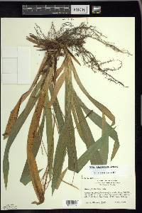 Carex plantaginea image