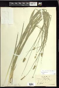 Carex normalis image