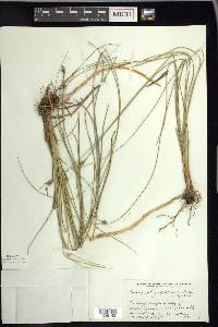 Carex oligosperma image