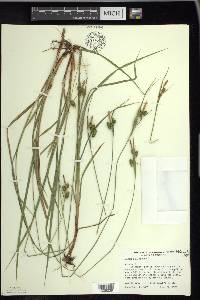 Carex pallescens image