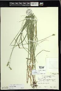 Carex normalis image