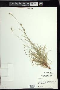 Carex peckii image