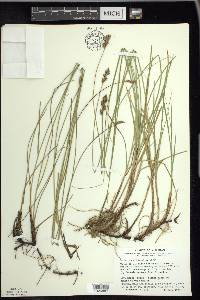 Carex praegracilis image