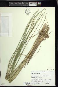 Carex oligosperma image