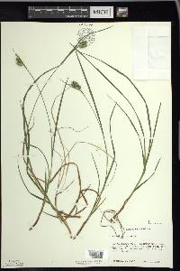 Carex pallescens image