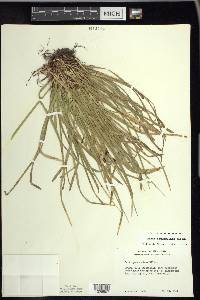 Carex pedunculata image