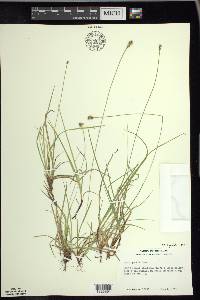 Carex peckii image