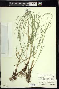 Carex prairea image