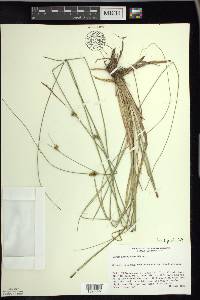 Carex oligosperma image