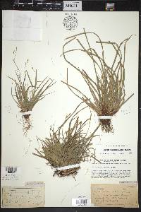 Carex pedunculata image