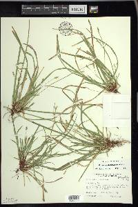 Carex pedunculata image