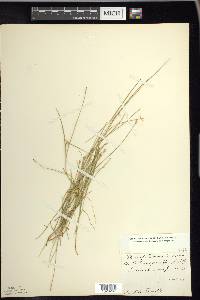 Carex pauciflora image