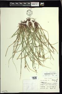 Carex pedunculata image