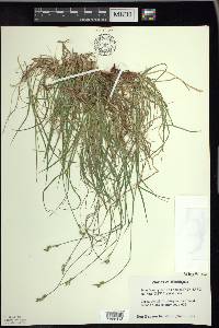 Carex peckii image