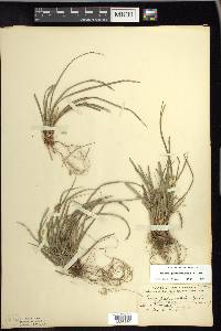 Carex pedunculata image