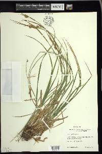 Carex pallescens image