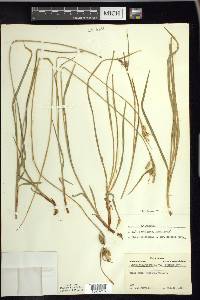 Carex pallescens image