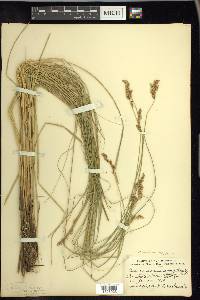 Carex prairea image