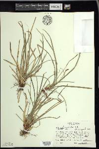 Carex pedunculata image